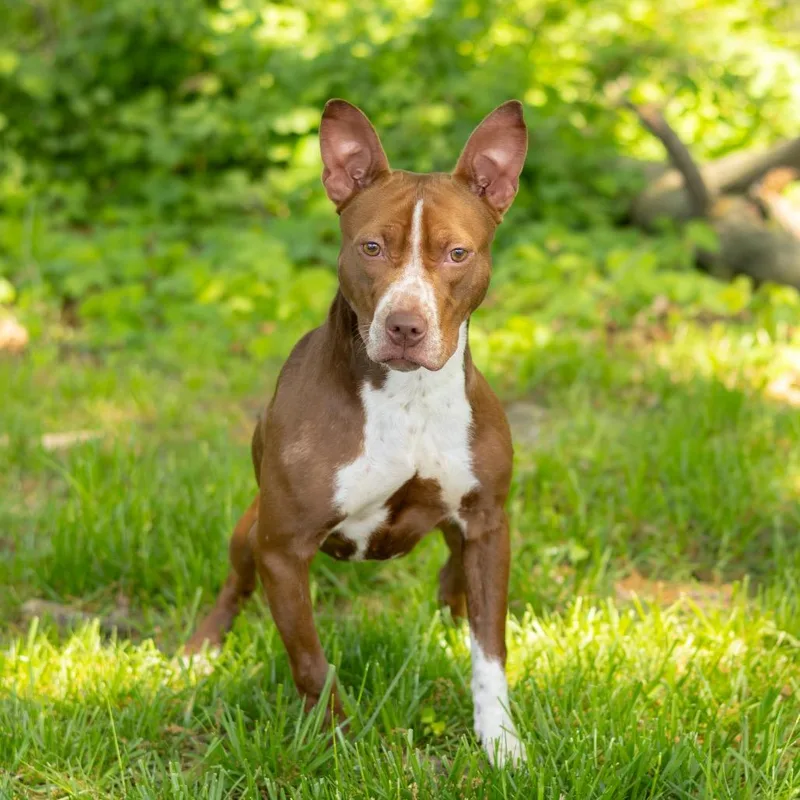 A young medium-sized female Brown / Chocolate Mixed Breed dog named Java for adoption in Newark, DE