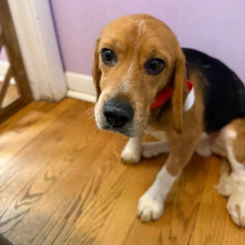 A young small-sized male Brown / Chocolate Beagle dog named Paprika for adoption in Northbrook, IL