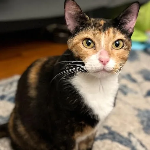 A senior medium-sized female Domestic Short Hair cat named Raleigh for adoption in Springfield, MO