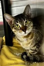 A young medium-sized female Tabby (Brown / Chocolate) Domestic Short Hair cat named Gale for adoption in Georgetown, SC