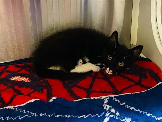 A baby small-sized male Domestic Short Hair cat named Purrana for adoption in Tustin, CA