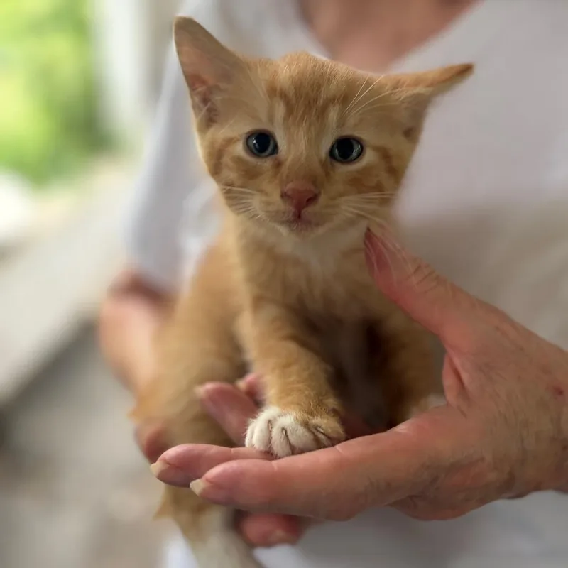 A baby small-sized male Orange / Red Domestic Short Hair cat named Arthur Airy for adoption in Sequatchie, TN