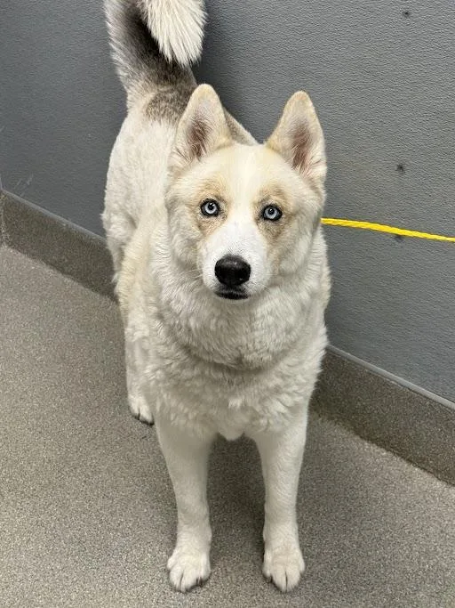 An adult medium-sized male Siberian Husky dog named Jim for adoption in Las Vegas, NV