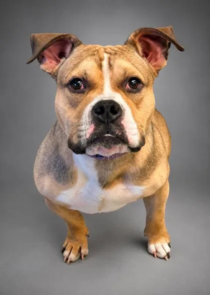 Chico