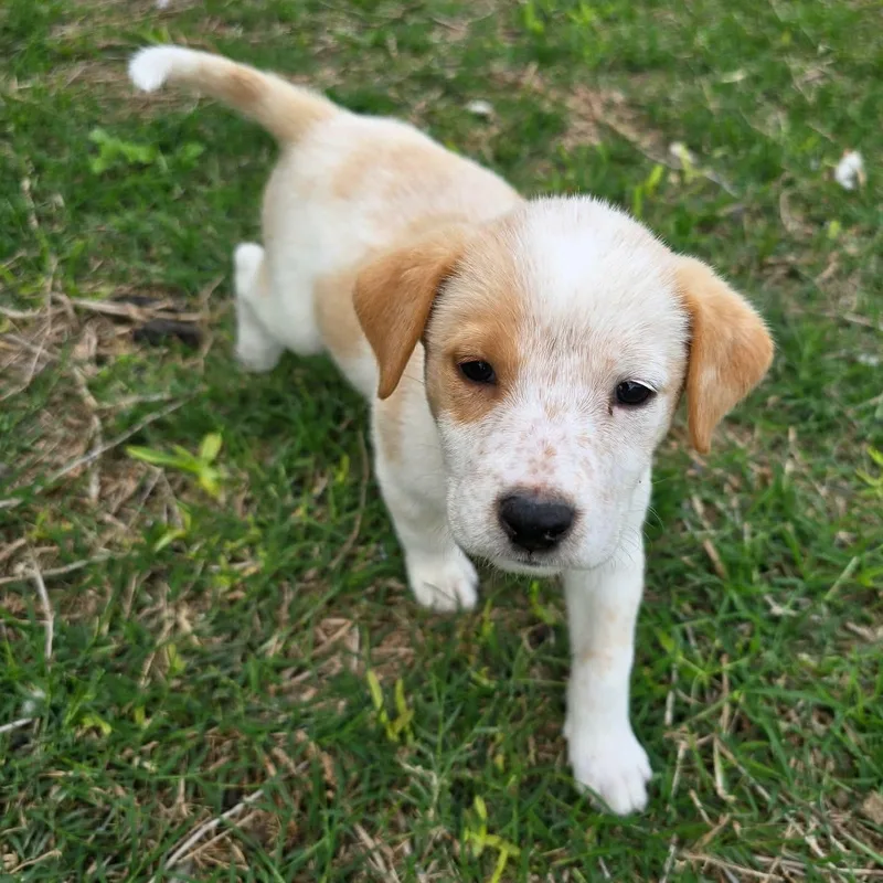 A baby medium-sized female Labrador Retriever dog named Haven for adoption in PLAINFIELD, CT