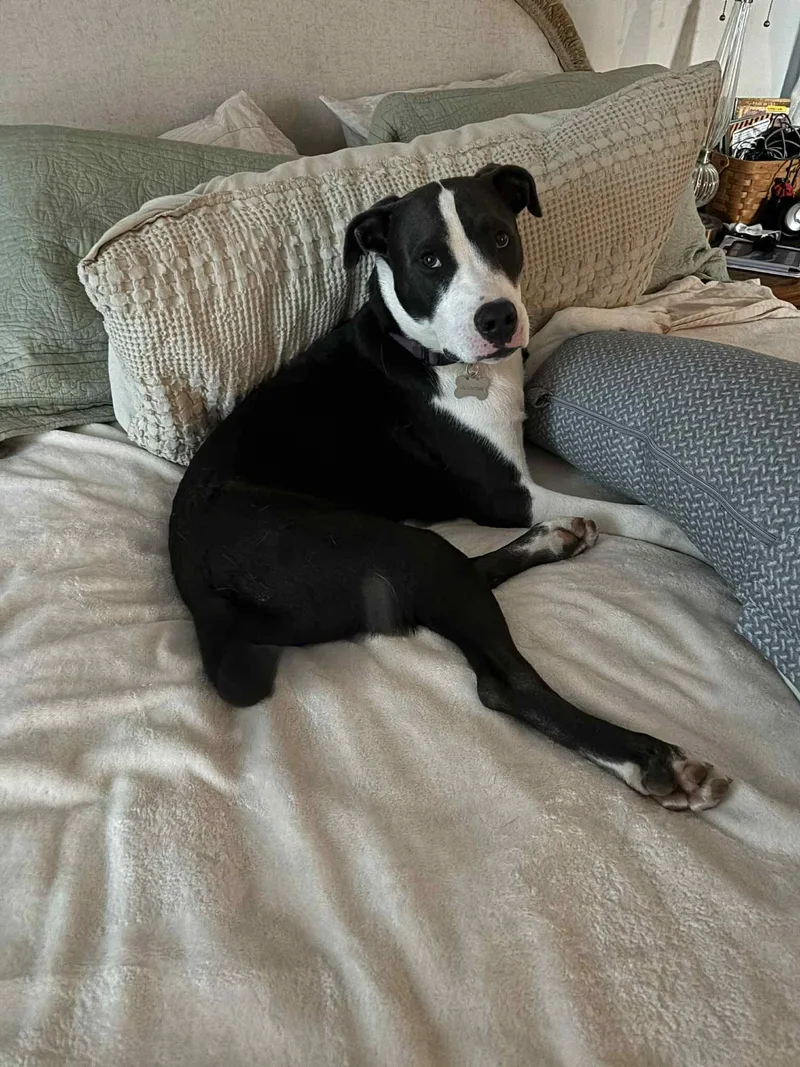 Valentine thumbnail 3