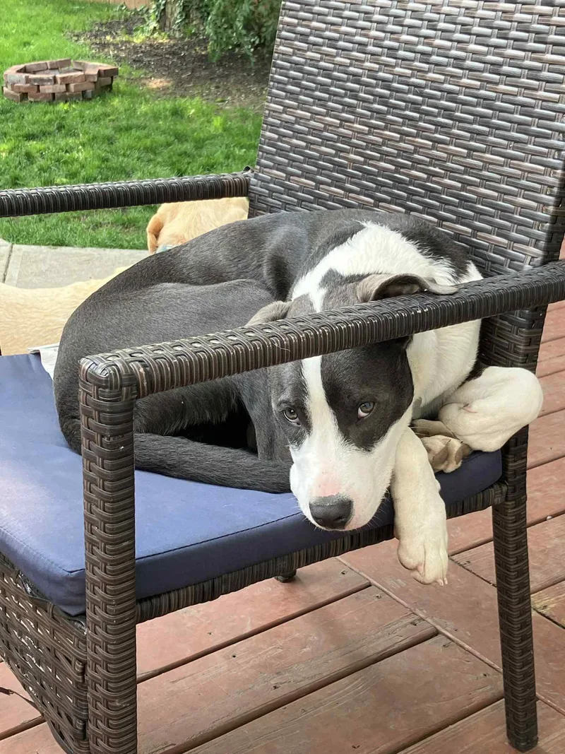 Valentine thumbnail 5