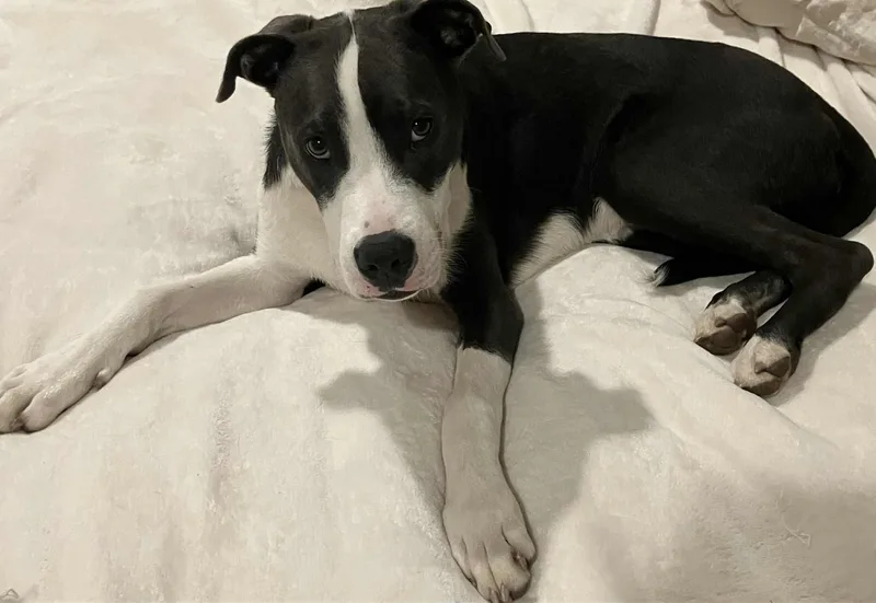 Valentine thumbnail 6