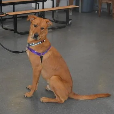 A young large-sized male Golden Labrador Retriever dog named Dudley for adoption in Narberth, PA