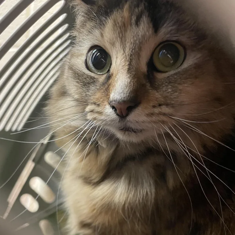 An adult small-sized female Brown / Chocolate Domestic Medium Hair cat named Miss Baby for adoption in Springfield, MA