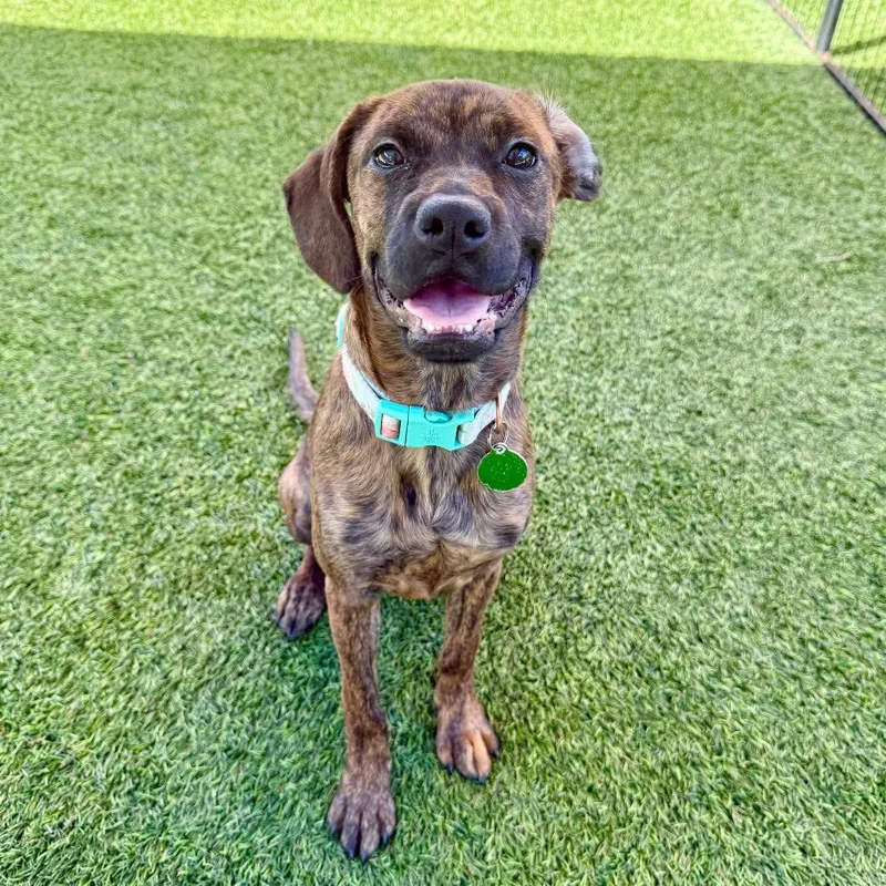 A baby small-sized female Brindle Boxer dog named Alexis for adoption in Agoura Hills, CA