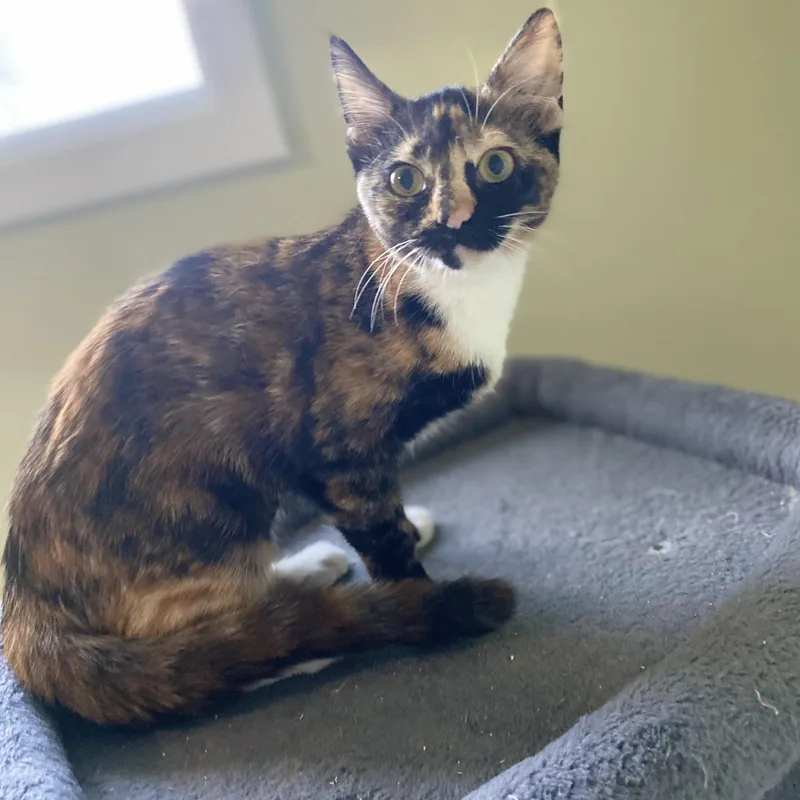 A baby medium-sized female Tortoiseshell cat named Cricket Too for adoption in Pendleton, OR