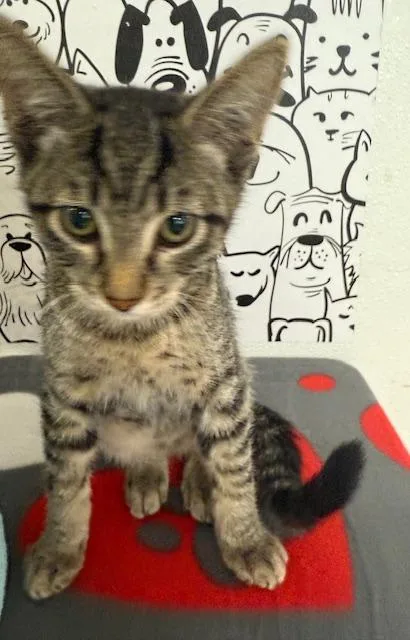 A baby small-sized male Domestic Short Hair cat named Winchells for adoption in San Pedro, CA