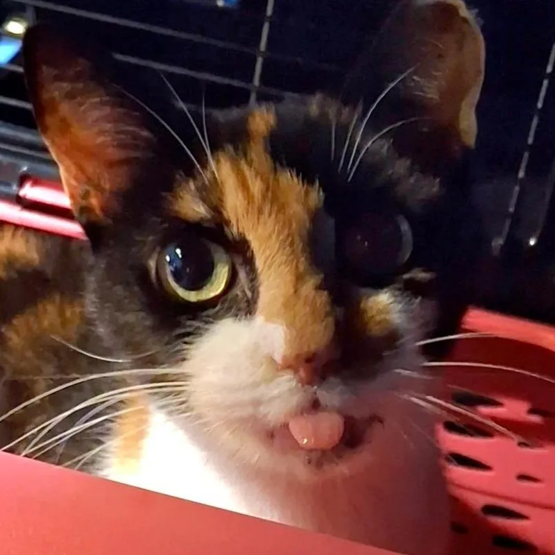 A senior small-sized female Black Domestic Short Hair cat named Lola for adoption in Titusville, FL