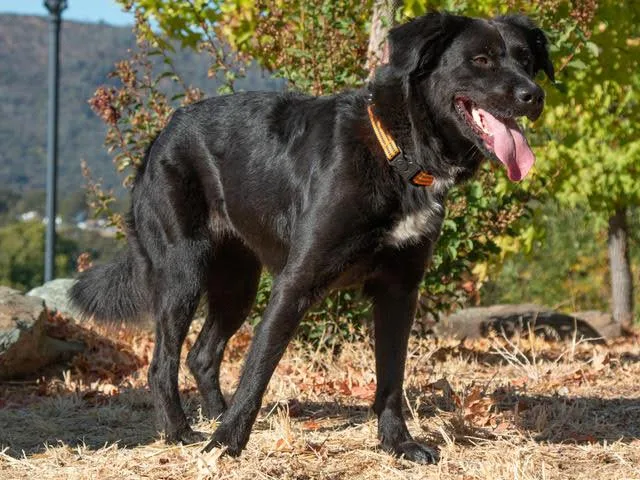A young medium-sized female Labrador Retriever dog named Mae Mae A for adoption in San Andreas, CA