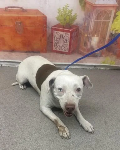 A young medium-sized female Pit Bull Terrier dog named Hannah for adoption in San Bernardino, CA