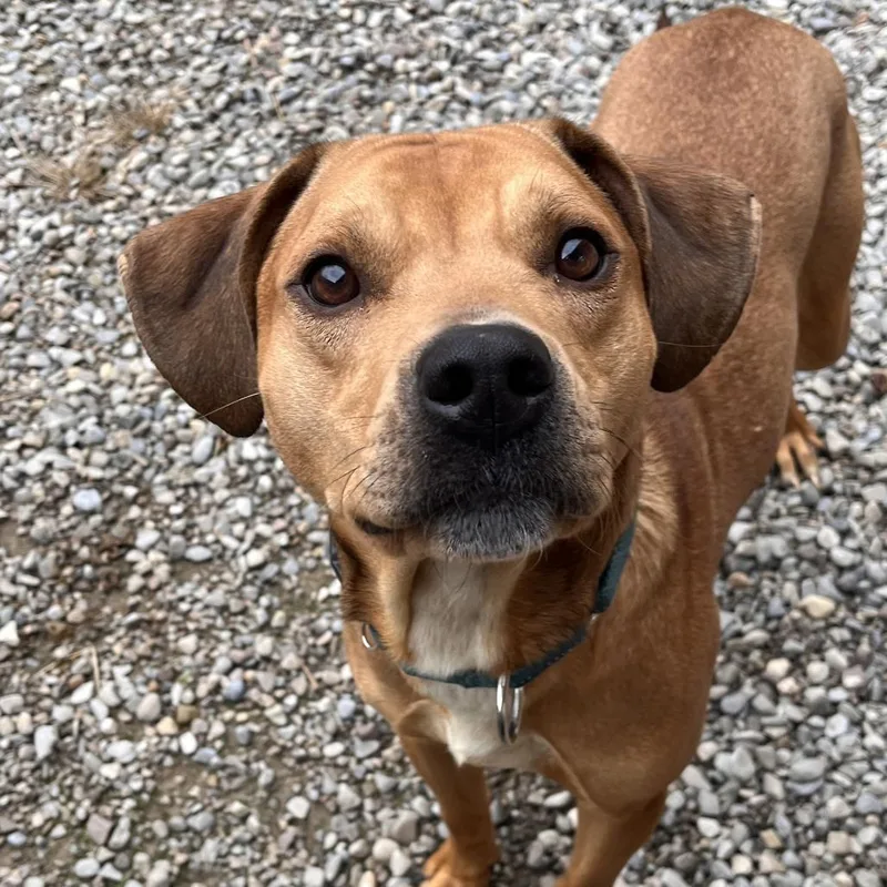 An adult medium-sized male Mixed Breed dog named Graham Cracker for adoption in Fairport, NY
