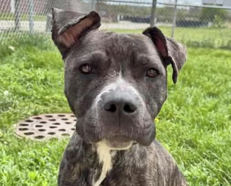 A baby medium-sized female Brindle American Staffordshire Terrier dog named April for adoption in Euclid, OH