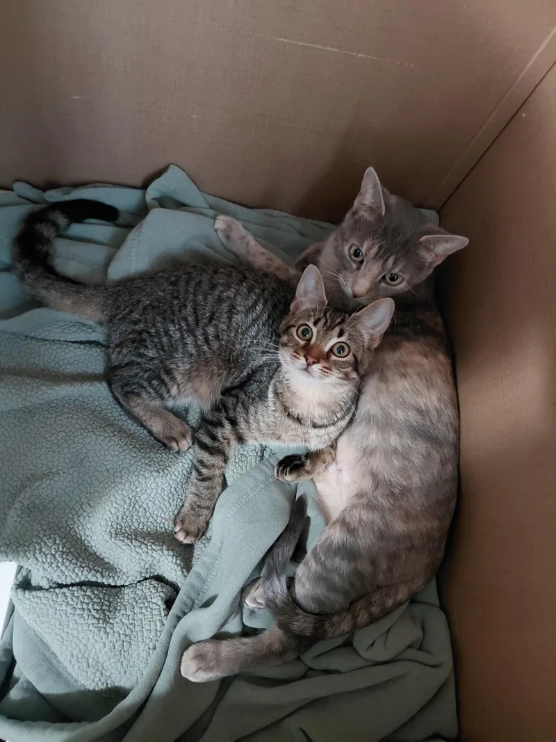 A young medium-sized female Domestic Short Hair cat named C Litter Doja for adoption in Livonia, MI