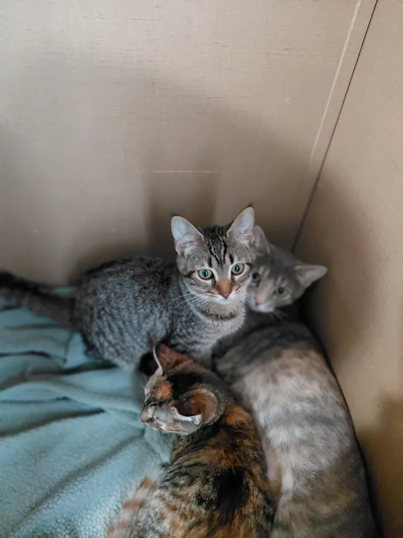C Litter Doja thumbnail 3