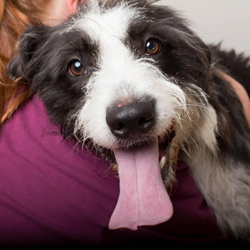 An adult medium-sized female Black Terrier dog named Jules D for adoption in Minnetonka, MN