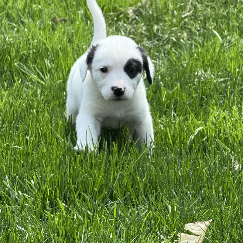 Rosamund thumbnail 2