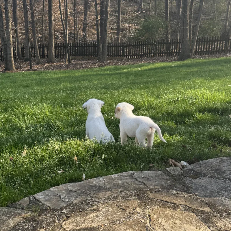 Rosamund thumbnail 3