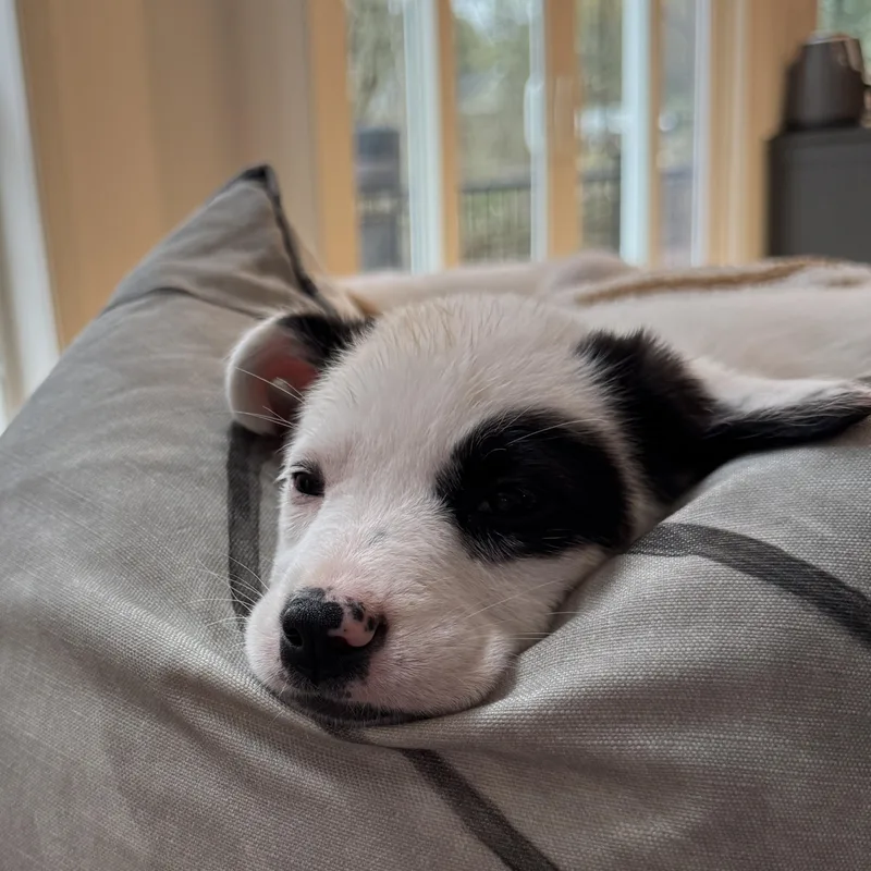 Rosamund thumbnail 4