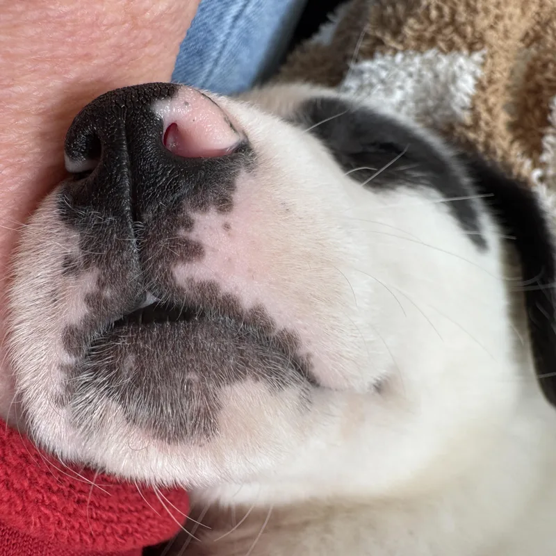 Rosamund thumbnail 6