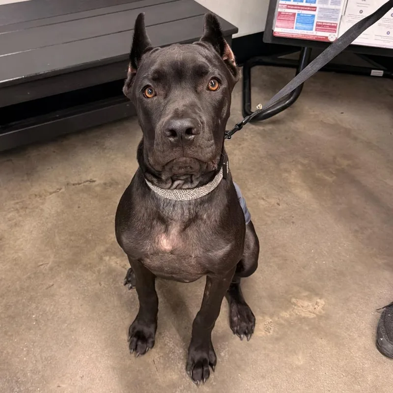A young medium-sized male Black Cane Corso dog named Boogs for adoption in Tampa, FL
