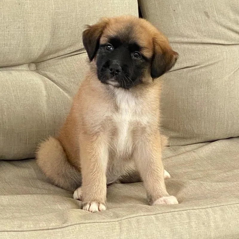 A baby small-sized female Black Mouth Cur dog named Sissy for adoption in New Tazewell, TN