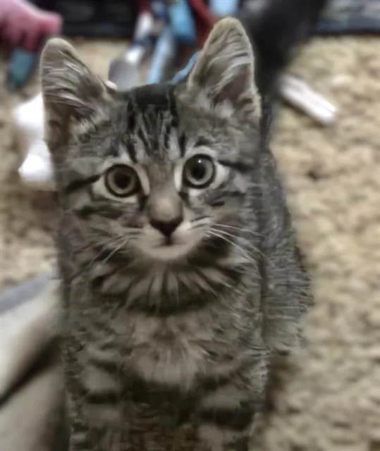 A baby small-sized male Domestic Short Hair cat named Tommy for adoption in Sacramento, CA