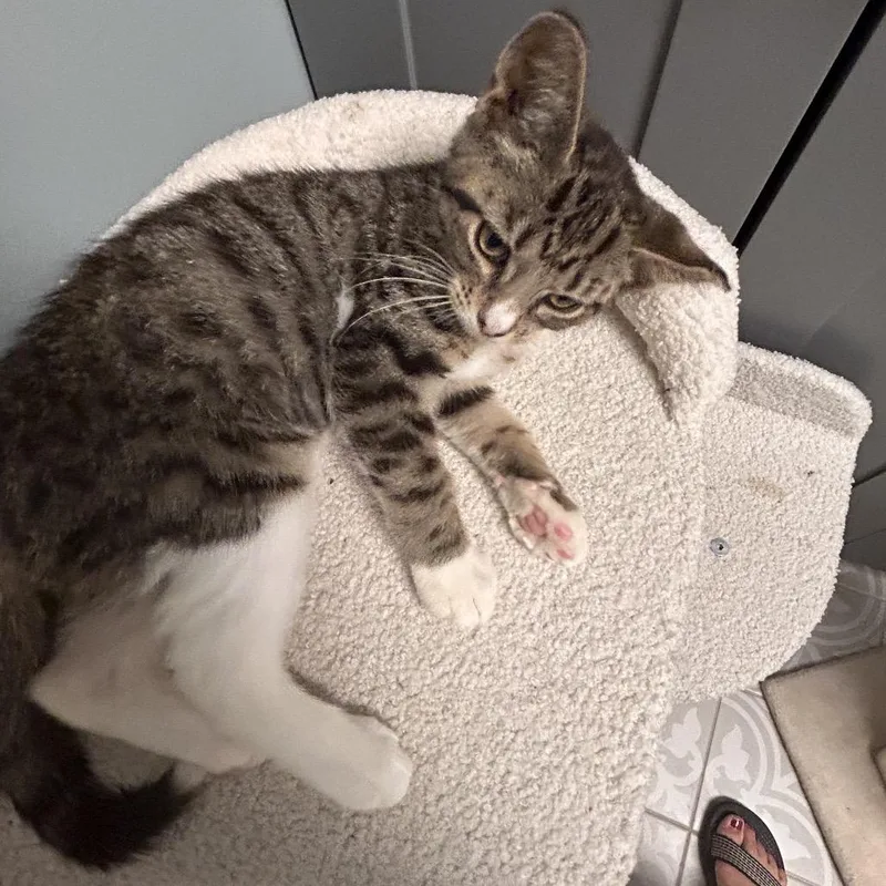 A baby small-sized female Brown / Chocolate Domestic Short Hair cat named Lori for adoption in Carmel, IN