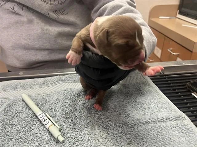 A baby small-sized male Pit Bull Terrier dog named A for adoption in Martinez, CA