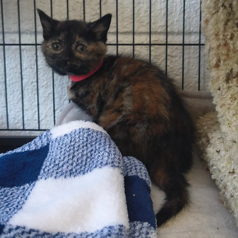A baby small-sized female Calico Domestic Short Hair cat named Cali for adoption in Othello, WA