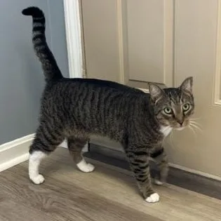 Holmes thumbnail 5
