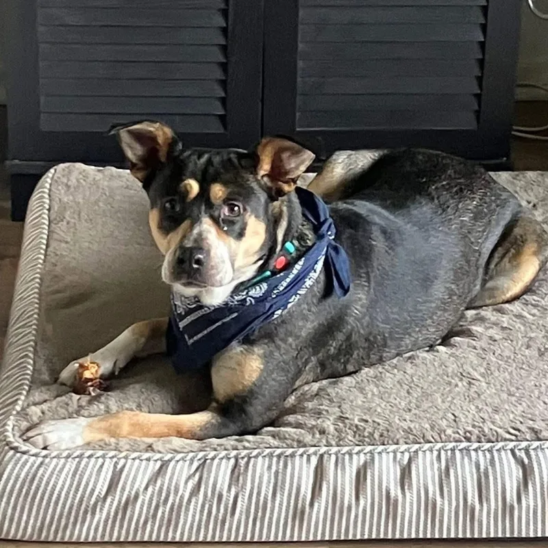 An adult medium-sized female Mixed Breed dog named Maybelle for adoption in Highland, NY