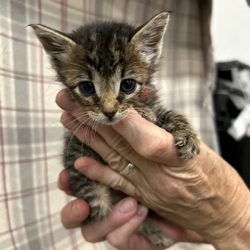 A baby small-sized female Brown / Chocolate Domestic Short Hair cat named Raspberry for adoption in Coos Bay, OR