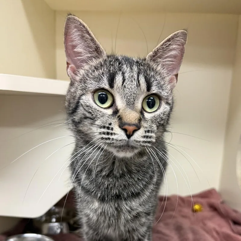 An adult medium-sized female Brown / Chocolate Domestic Short Hair cat named Lady May for adoption in Waynesboro, PA