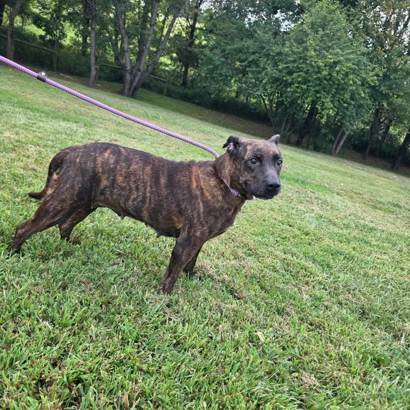 A baby medium-sized female Brindle Mixed Breed dog named Magritte for adoption in Jackson, MO