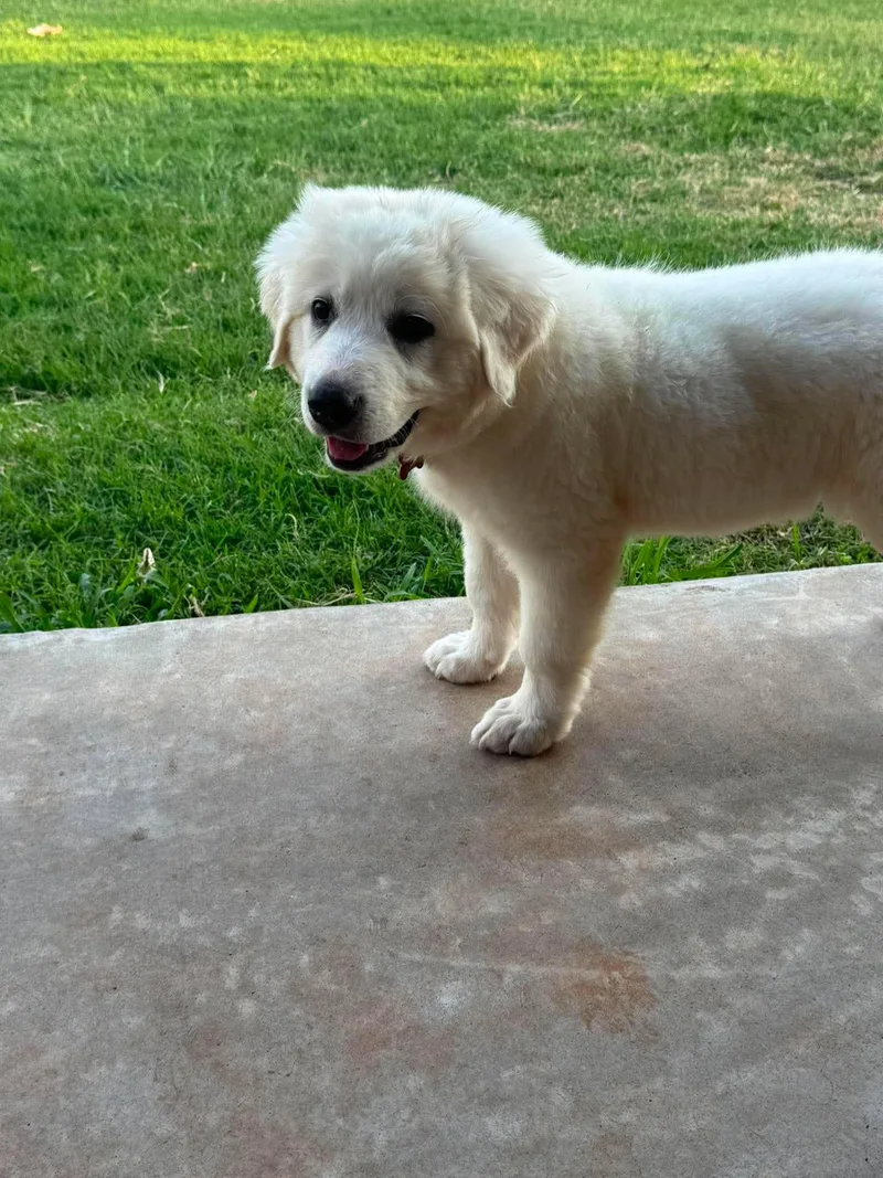 A baby large-sized female White / Cream Great Pyrenees dog named Nancy Drew for adoption in Kiowa, OK