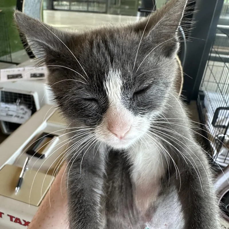 A baby small-sized female Gray / Blue / Silver Domestic Short Hair cat named Davis for adoption in Leander, TX