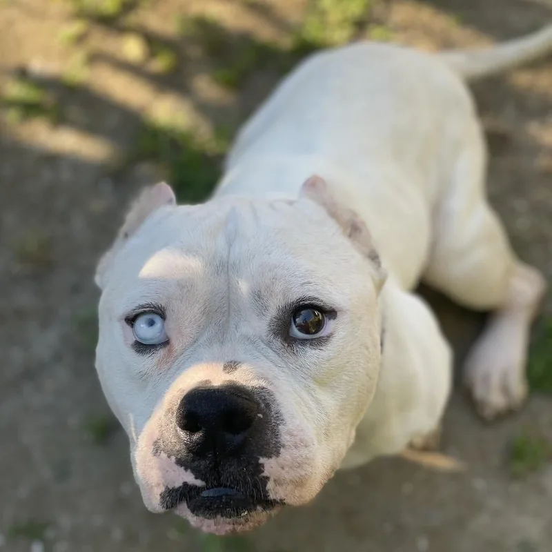 An adult medium-sized male White / Cream Pit Bull Terrier dog named Fernie for adoption in Los Angeles, CA