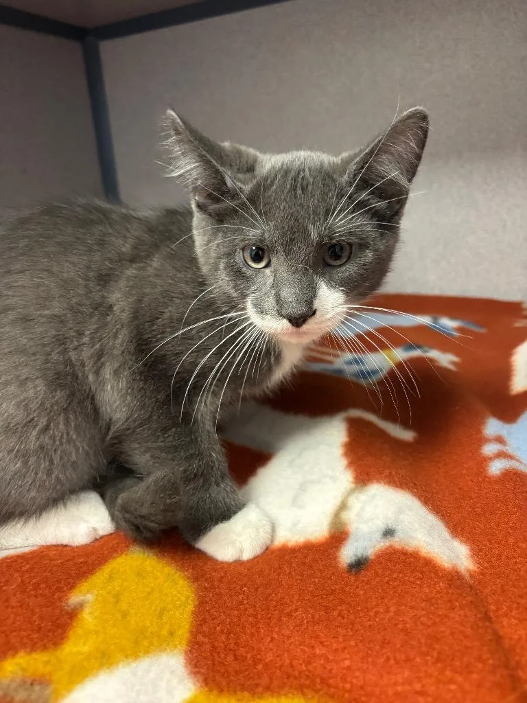 A baby large-sized male Domestic Short Hair cat named Kurama for adoption in Liverpool, NY