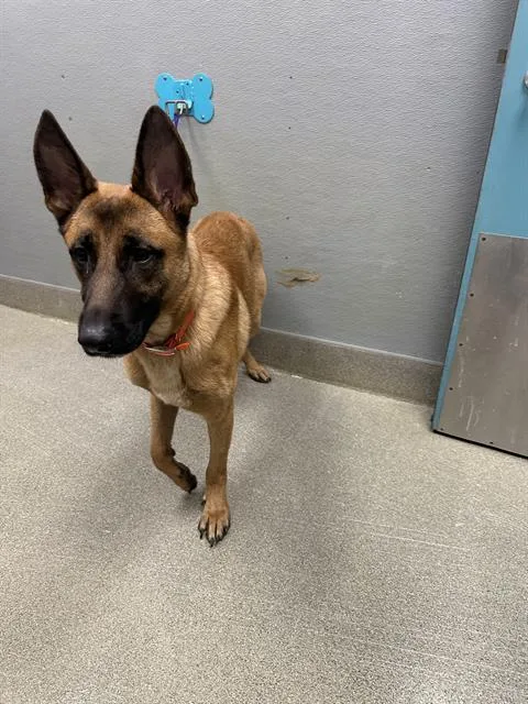 An adult large-sized male Belgian Shepherd / Malinois dog named Raider for adoption in Las Vegas, NV