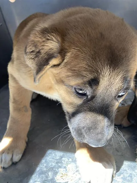 A baby large-sized female Mixed Breed dog named Chomby for adoption in Dallas, TX