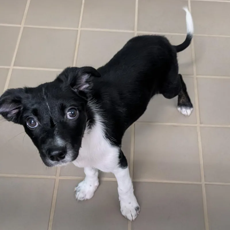 A baby small-sized female Black Mixed Breed dog named Anderson for adoption in Bryan, TX