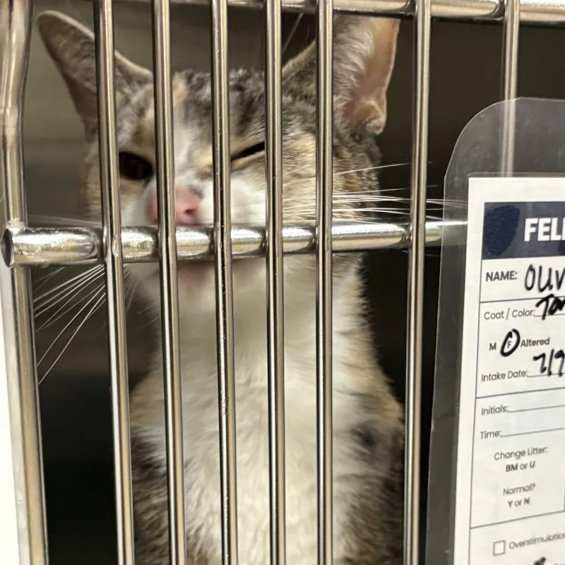 A young medium-sized female Torbie Domestic Short Hair cat named Olive C for adoption in Baltimore, MD