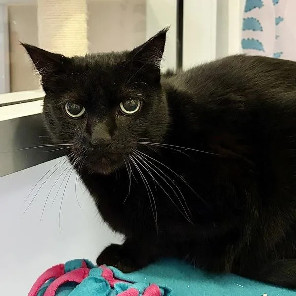An adult extra large-sized male Domestic Short Hair cat named Iroh for adoption in Walnut Creek, CA