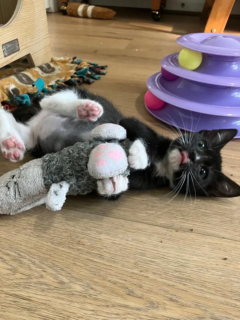A baby medium-sized male Domestic Short Hair cat named Soju for adoption in Evans, GA
